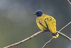 Black-headed Bulbul